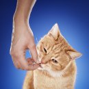 간식타이밍 이미지