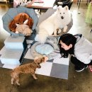 개스토랑 | 강릉 애견동반식당, 개스토랑(솔직후기,추천!)