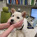 강아지야 이미지