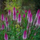 맨드라미농장 이미지