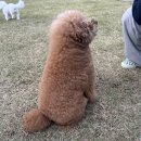 마이댕 이미지