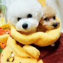 펫파맘
