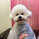 요미요미 강아지미용실 이미지