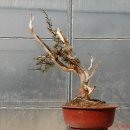 향나무로 이미지