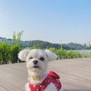 애옹애몽 | 동탄2 애견미용 : 애옹애몽(스파 및 위생 후기!!)