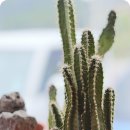 올데이로얄포레CC클럽하우스 이미지