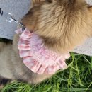 대견하개 이미지