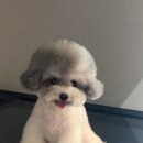 댕컷