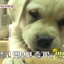 보다더동물농장 이미지