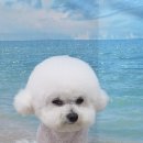 펫 아지트 이미지