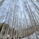 자작나무숲 주차장 이미지