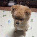 부산대형견호텔 24시 강아지유치원 목욕 대견하개 서면점 이미지