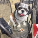 도그컴퍼니 이미지