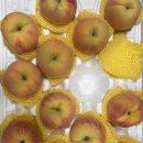 광인농장 | 2025년 복숭아광인(2)-미당농원,영주농장