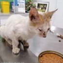 미소동물병원 이미지