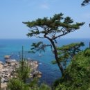 감성테마여행_12월의 좋은 시 선정_속초 소나무 숲길_최종원 이미지