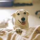 행복한 강아지 이미지