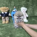 광주강아지분양 고양이분양 다루펫 광주점 | 무안강아지분양 위해 찾은 광주 펫왕국 애견샵