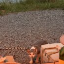 땡큐베리팜 | 경남 마산 안녕오토캠핑장 명당18번 사이트 후기