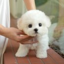 미유펫 강아지고양이 구미점 | 구미강아지분양 미유펫에서 입양한 강아지 후기