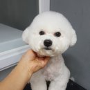 예뻐해줄개 이미지