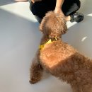 해피그래스 이미지