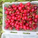 경주 체리 이미지