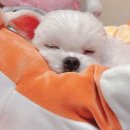 살롱드도만 이미지