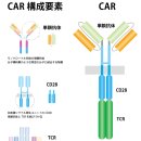 테마스포존 | 암과 면역 CAR-T 요법 혈액암 실적과 타암종 기대