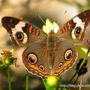 꽃과 나비 이미지