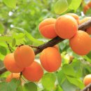 과실작물 재배업 - 산청군 백운로51번길 26 | 살구 재배 완벽 가이드｜병해충 관리부터 스마트팜까지