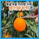 남원읍사무소 | 봄귤, 4월 카라향 수확 몰진밭농원