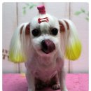 비오비애완용품아울렛 수송점 | 군산애견미용/애견미용/강아지미용/군산비오비/ 비오비 펫살롱 말티즈 ~ 가을이