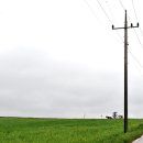 청보리 농장 이미지