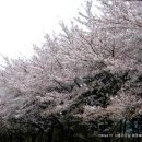 과천 서울대공원 벚꽃축제 이미지