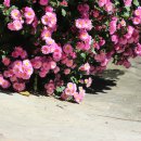 개화초등학교 이미지