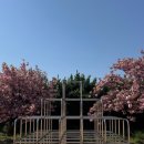 운신초등학교 | 서산 운신초등학교 겹벚꽃 명소 주말 실시간 개화상태, 주차