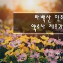태백산약초원 이미지