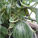 금호농산 이미지