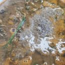 쌍둥이네미꾸라지탕 이미지