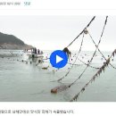 다시마 없어진 바다? 이미지