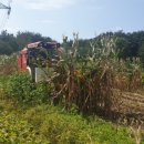 남원종자 이미지