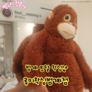 금강헤어라인 | 범계왁싱 잘하는 곳 루이왁싱범계점 브라질리언왁싱 솔직 후기