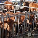 서대리농장 이미지