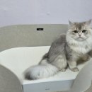 올데이 그루밍 | 고양이 스크래쳐 실사용 후기 추천 두잇 올데이보드