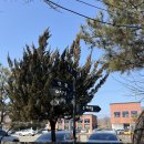 황토집숯불닭갈비 | 춘천 닭갈비 양대 산맥 :: 토담 숯불닭갈비 vs 통나무집닭갈비 후기