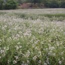 중흥 낚시터 이미지