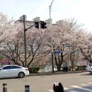 광주천 | 광주 벚꽃 명소 추천 광주천, 지금 가면 딱 좋음