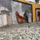 2000 식당 이미지