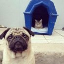 강아지에 빠지다 이미지